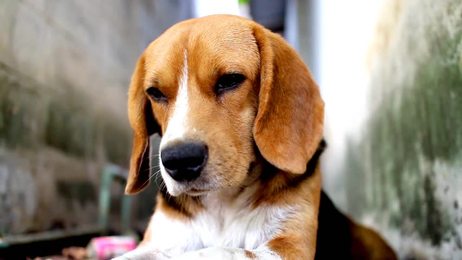 engry barking dog_站酷海洛_正版图片_视频_字体_音乐素材交易平台