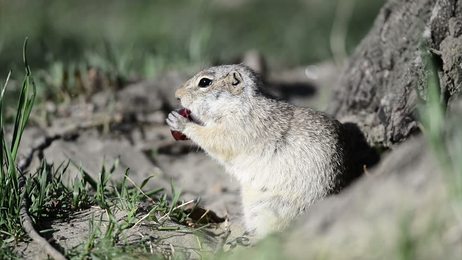 commonreedbuntingsingingbirdinspringemberizaschoeniclus