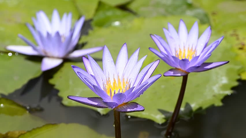 lotusblossom图片