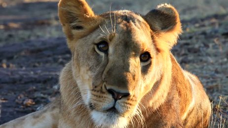 eurasian lynx medium-sized cat.