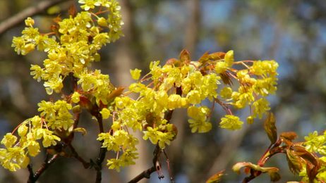 cucloseupviewoforchidflowersabahstateborneomalaysianovember2012