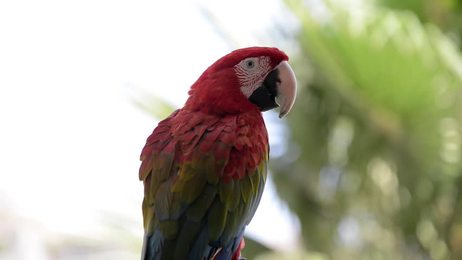 white and black turkeys give voice turkeys make sounds bird song
