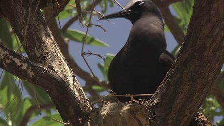 closeupofaweaverantcolonycrawlingonaplant