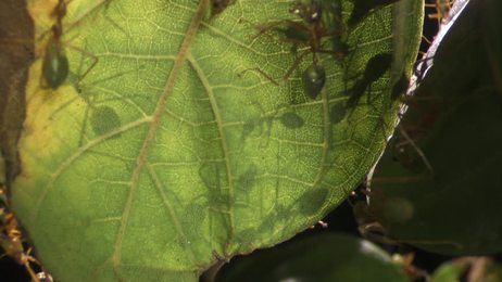 closeupofaweaverantcolonycrawlingonaplant