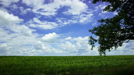 singetreeinthefieldinsummeramazingtimelapseofcloudsinasunnyday