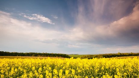 whitecloudsagainstablueskyoveratimelapsecanolafieldsummersunny